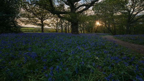 Scenic view of flowering trees on field against sky