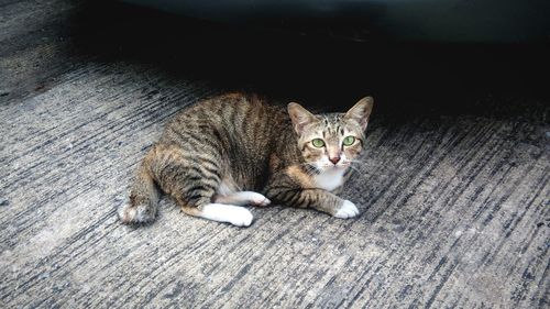 High angle view of cat lying on hardwood floor