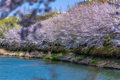 Scenic view of river amidst flowering trees