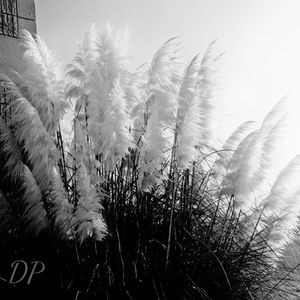 Close-up of bird on grass against sky