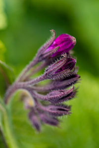 Flower in meadow