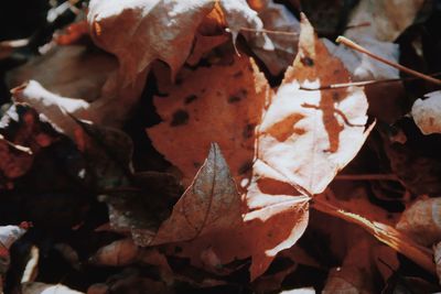 Close-up of dried maple leaves