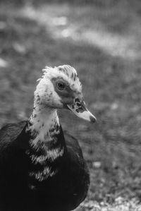 Duck portrait