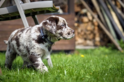 Dog looking away on field