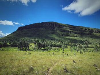 Scenic view of field against sky