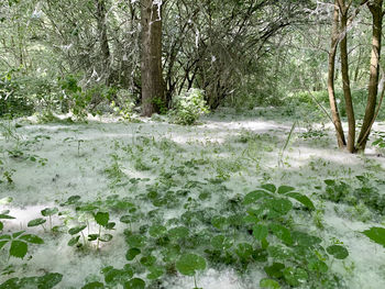 Trees growing in forest