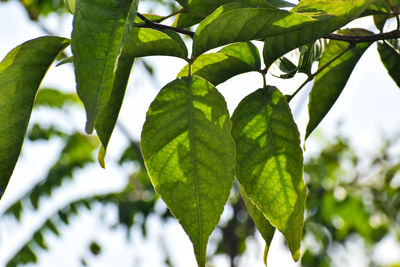 Close-up of fresh green leaves against sky