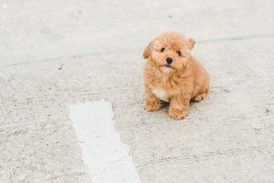 High angle view of a dog
