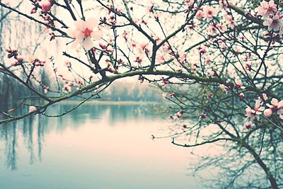 Cherry blossom tree by lake during foggy weather