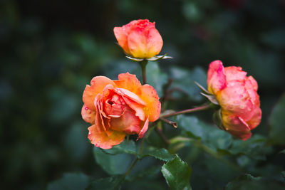 Close-up of pink rose plant