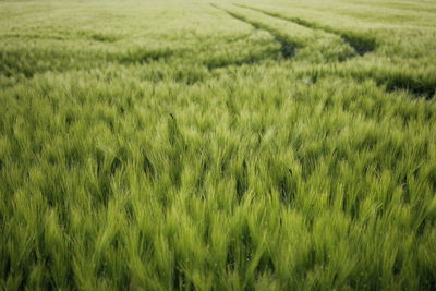 Scenic view of grassy field