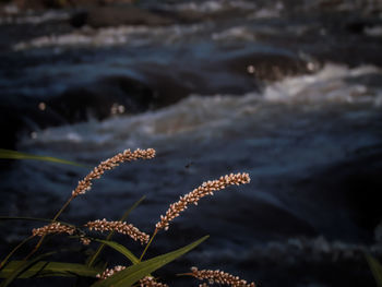 Close-up of plant on land