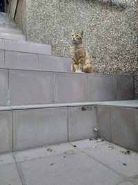 Portrait of cat sitting on concrete wall