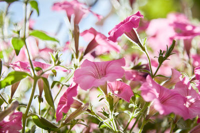 Close-up of red flowering plant