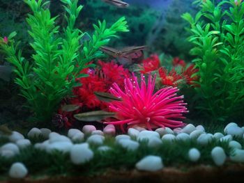 Close-up of pink flowering plants