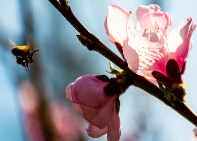 Close-up of bee on pink flowering plant