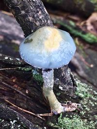 Close-up of mushrooms growing on tree trunk