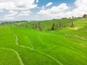 Scenic view of agricultural field against sky