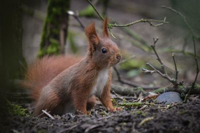 Close-up of squirrel on field