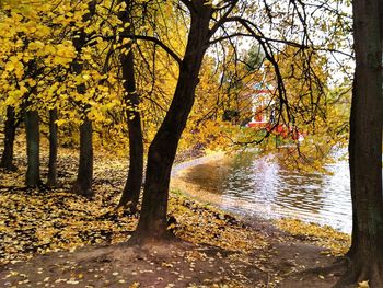 Trees by river in forest during autumn