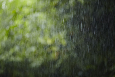 Full frame shot of wet plants on field