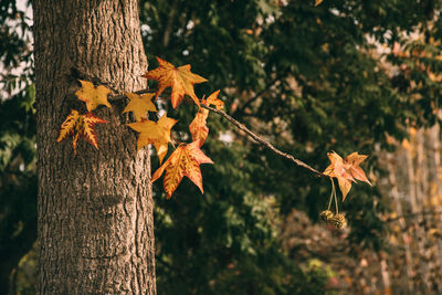 Close-up of maple leaves on tree