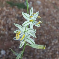 Close-up of green flower buds