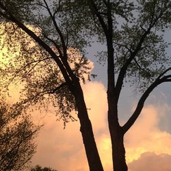 Low angle view of silhouette trees against sky