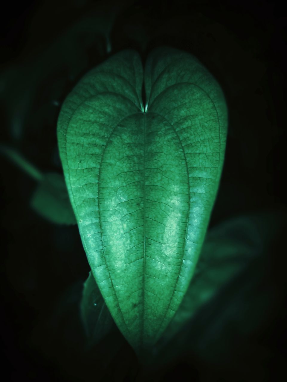 HIGH ANGLE VIEW OF HEART SHAPE LEAF IN BLACK BACKGROUND