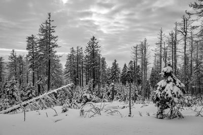 Pine trees on snow covered field against sky