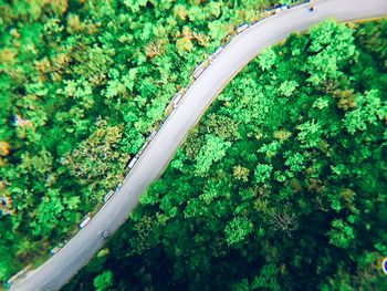 Close-up of fresh green plants