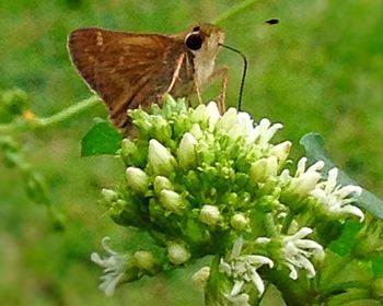 Close-up of insect on flower