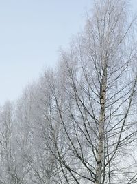 Low angle view of bare trees against clear sky