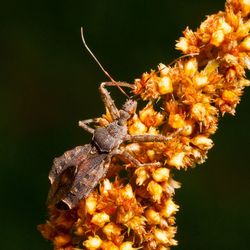 Close-up of insect on white surface