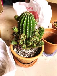 High angle view of potted plant on table