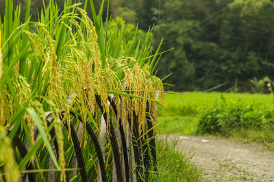 Close-up of grass on field