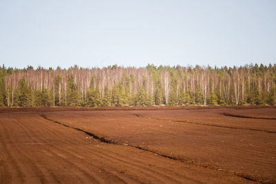 A peat harvest area in swamp in spring