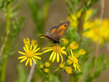 Close-up of butterfly pollinating on yellow flower