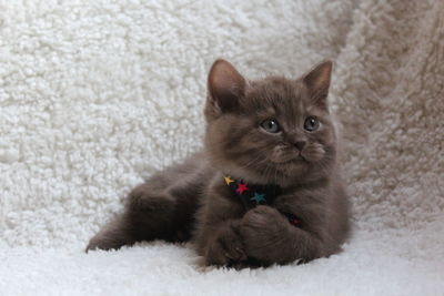 View of cat lying on land