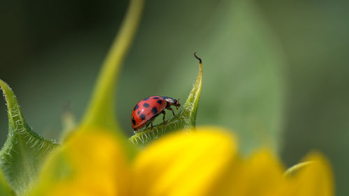 Close-up of ladybug on leaf