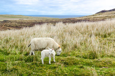 Sheep grazing on field against sky