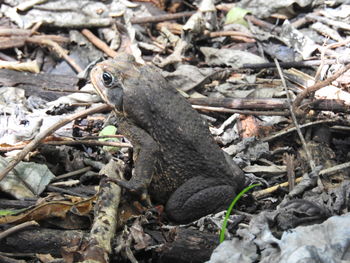High angle view of lizard on rock
