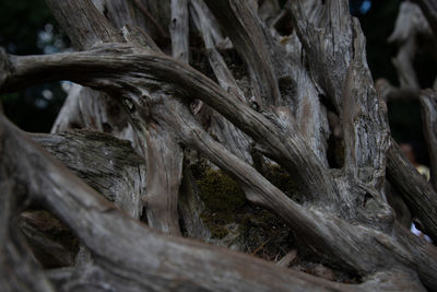 Close-up of tree trunk