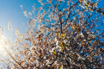 Low angle view of cherry blossoms against sky