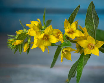 Flowering branch of yellow flowers of loosestrife against the background of a blue plank wall