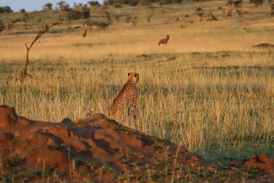 Giraffe on landscape