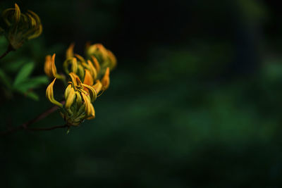 Close-up of yellow flowering plant