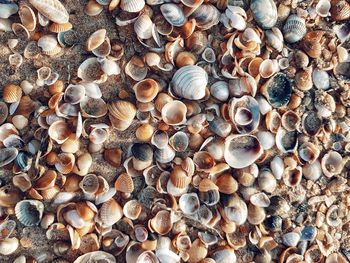 Full frame shot of shells on shore