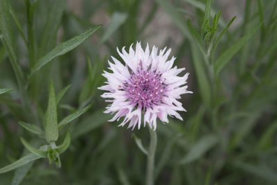 Close-up of purple flowers blooming