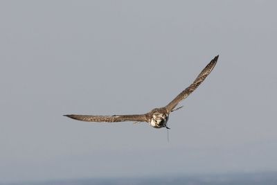 Hawk flying against sky